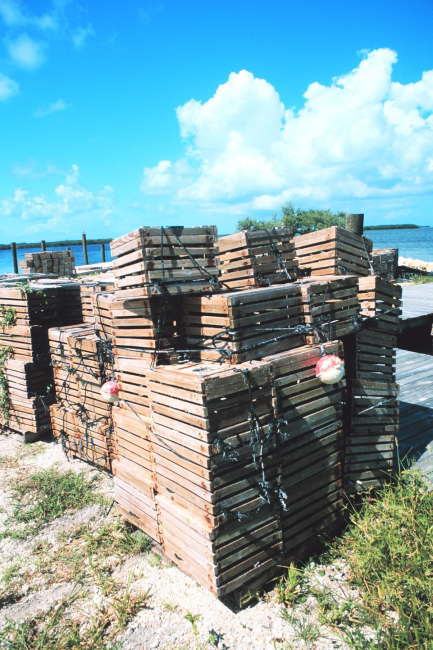 Stone crab pots ready for a season's work
