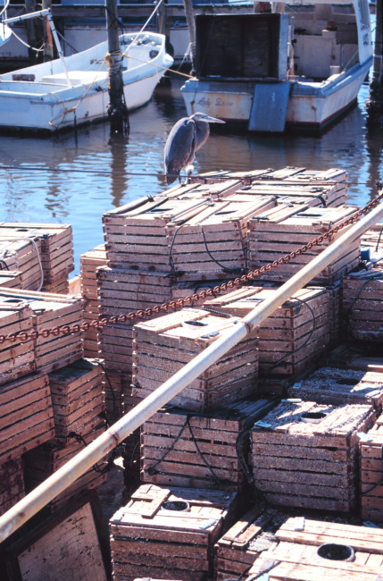 A heron takes a rest on a pile of stone crab traps