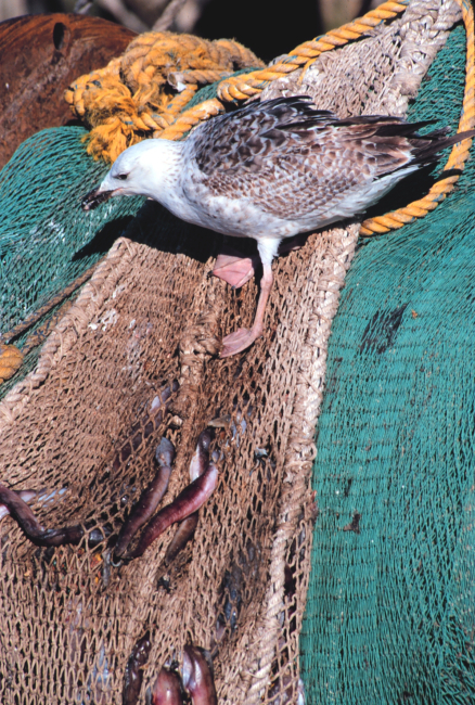 Seagull dining on remains of eels left in netting - part of fisheries bycatch