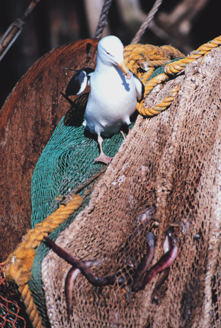 Seagull dining on remains of eels left in netting - part of fisheries bycatch