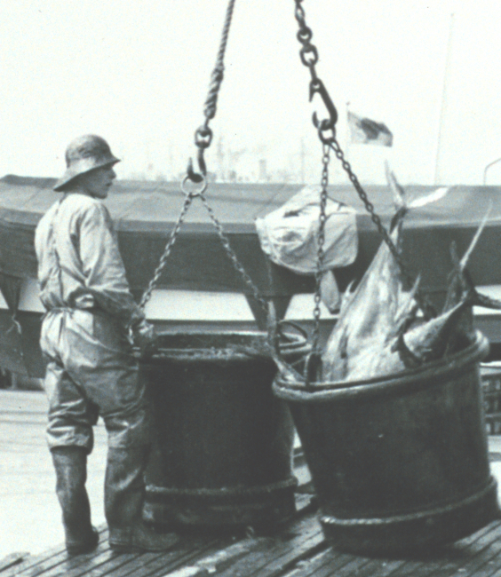 A 500-lb bucket of yellow-fin tuna ready to be offloaded from fishing vesselto a receiving trough for further processing
