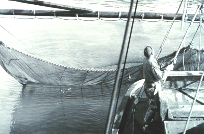 Shrimp trawl operations