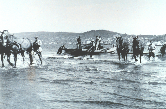 Hauling in beach seine  from the Columbia River by horse teams