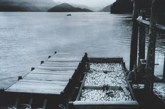 This barge-load of salmon attests to why the Alaska salmon fishery was the mostvaluable fishery prosecuted by U