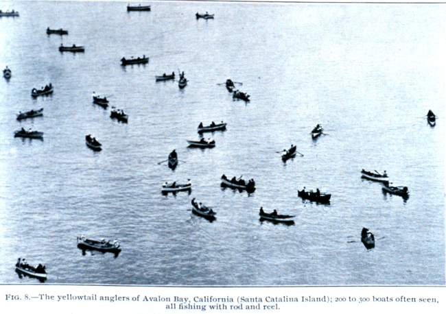 The yellowtail (tuna) anglers of Avalon Bay, California; 200 to 300 boats oftenseen, all fishing with rod and reel