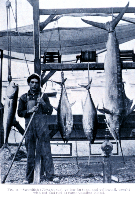 Swordfish (Tetrapturus), yellowfin tuna, and yellowtail, caught with rod andreel at Santa Catalina Island