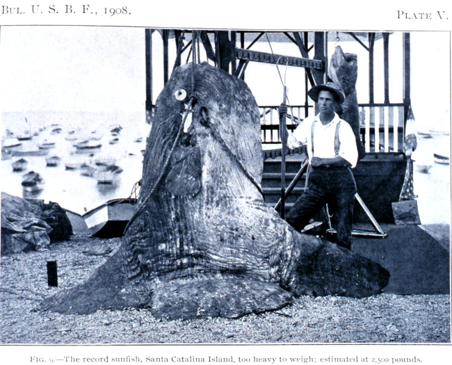 The record sunfish, Santa Catalina Island, too heavy to weigh; estimated at2,500 pounds