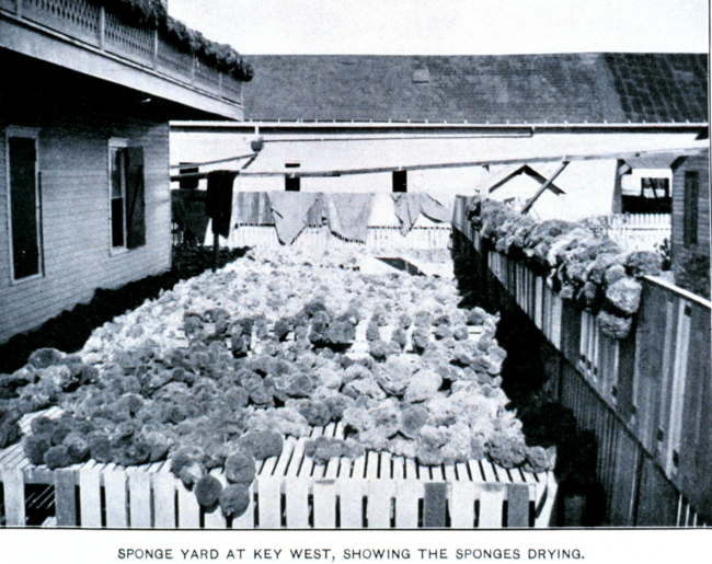 Sponge yard at Key West, showing the sponges drying