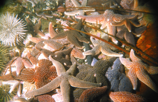Sea-urchin (Strongylocentrotus droebachiensis),sea-star (Asterias rubens) and sea-star (Solaster endeca) showing concentrationat depth caused by desalination of the top layer of water