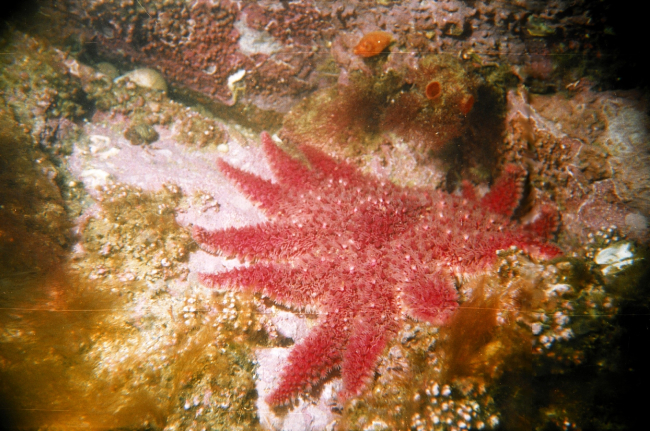 Sea-star Crossaster papposus