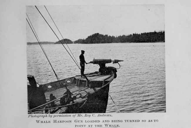 Whale harpoon gun loaded and being turned so as to point at the whale