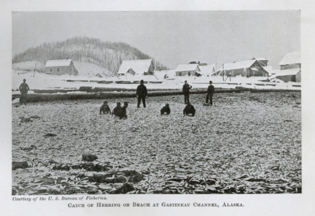 Catch of herring on beach at Gastineau Channel