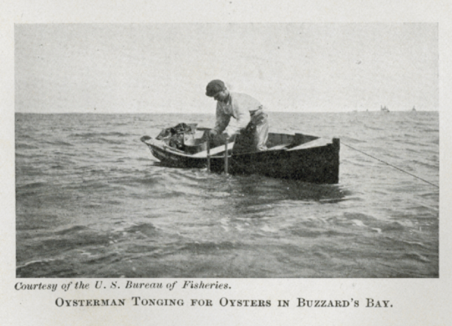 Oysterman tonging for oysters in Buzzards Bay