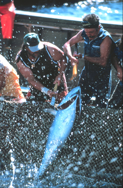 The small tuna are landed by two fishermen