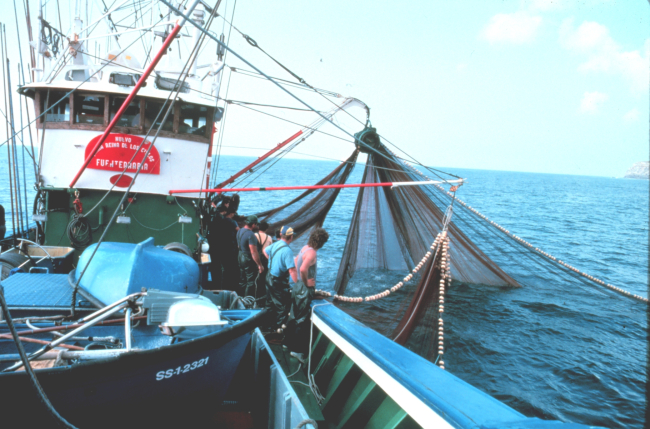 Using a purse seine to catch live bait on the tuna boat Maria Reina de los Cielos from Fuenterrabia, Northern Spain