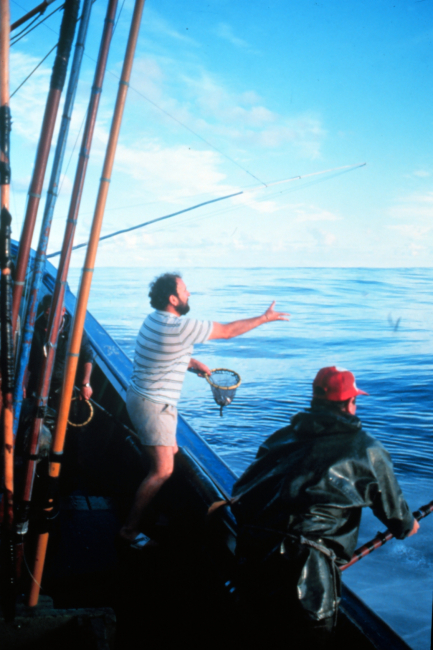 The live bait is thrown into the sprayed area to draw the tuna towards the boat