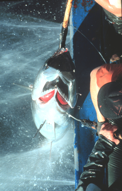 The tuna are hauled aboard with gaff hooks