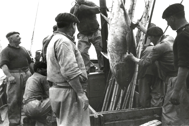 Tuna caught by pole and line method on the Bay of Biscay