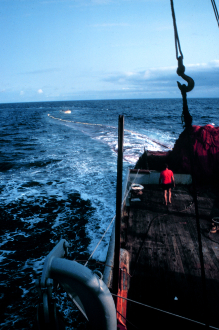 Tuna purse seiner is deploying net with assistance of workboat which is seen atfar end of net