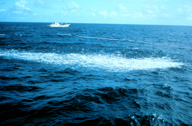 A view of tuna agitating the surface as the net is drawing closed