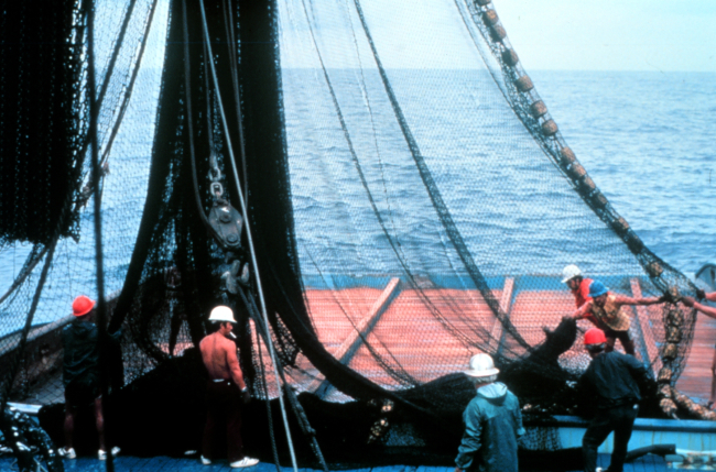 After closing the net and trapping the fish, the net is now brought on board