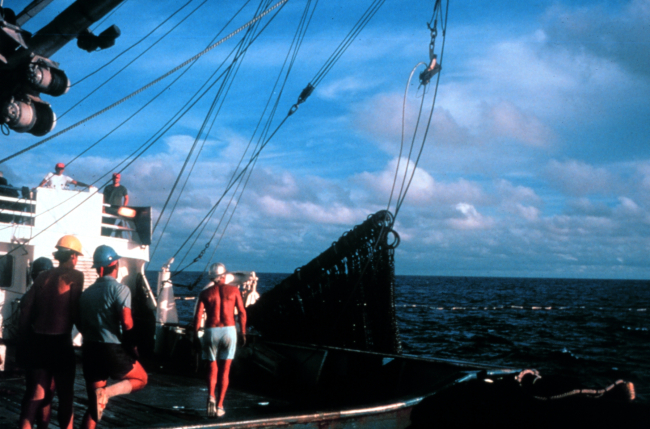 Once the purse has been completed, the net is brought on board