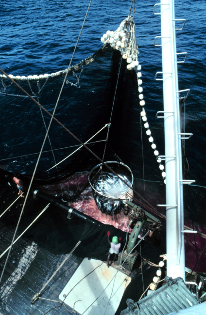 The net is now on board and the operation of collecting the fish has begun