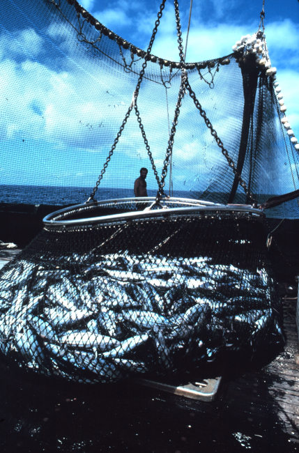 The basket load of fish is now directly over the hole that leads to thefreezer compartments