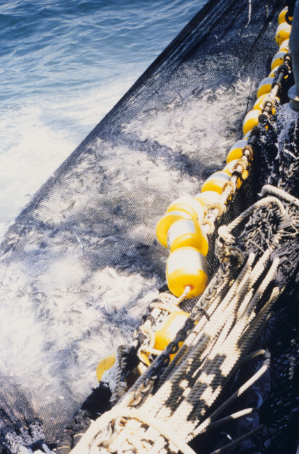 Chub mackerel (Scomber japonicus) catch