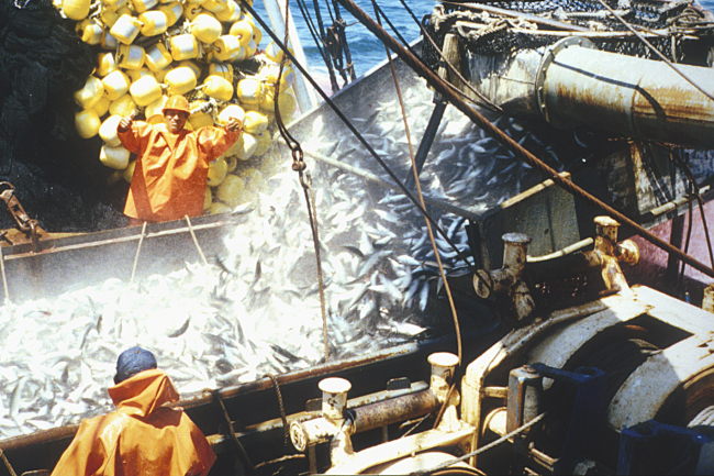 Chub mackerel (Scomber japonicus) being loaded on a boat