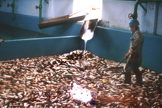 Processing Pacific menhaden (Ethmidium maculatum) at Hayduk cannery