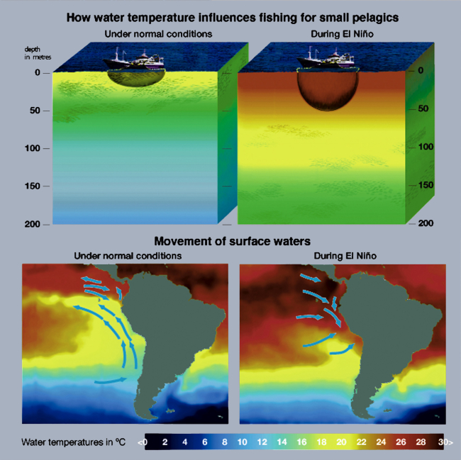 Normally an oceanographic phenomenon known as upwelling keeps the surfacewaters of the southeast Pacific Ocean cold and teeming with small pelagics thatare fished by purse seiners