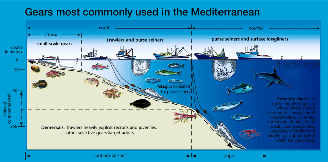A wide variety of fish and shellfish species support a mostly small-scale fishery, operating near to the coast