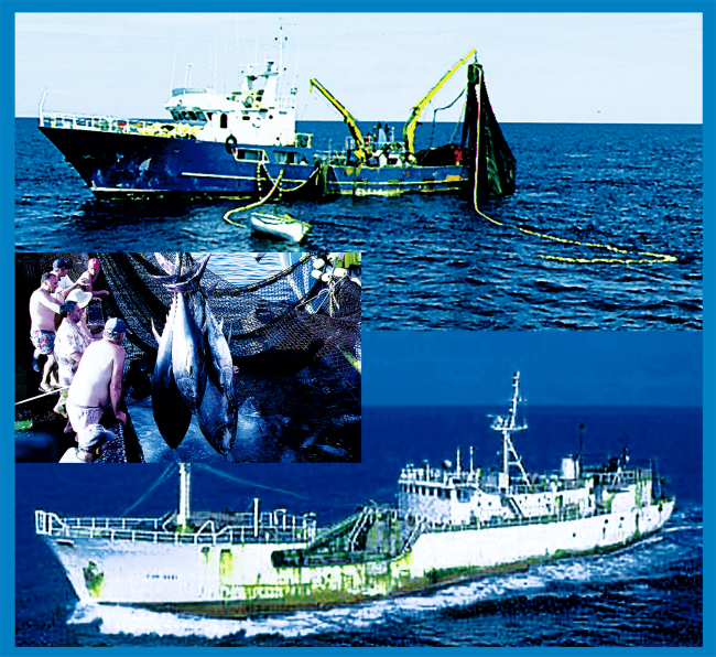 High seas fisheries: Ocean pelagic resources living near the surface are exploited by purse seiners and surface long-liners 