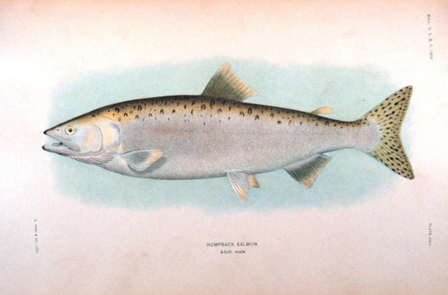 Humpback salmon, adult male
