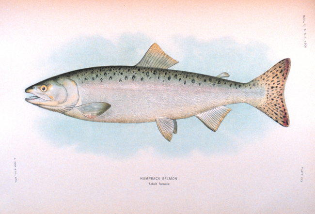 Humpback salmon, adult female