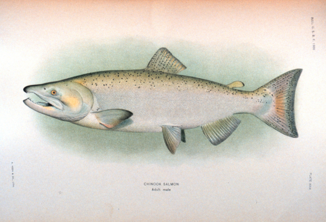 Chinook salmon, adult male
