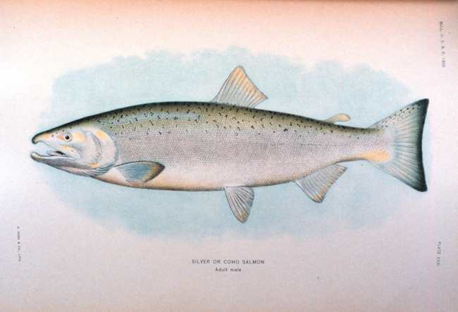 Silver or Coho salmon, adult male