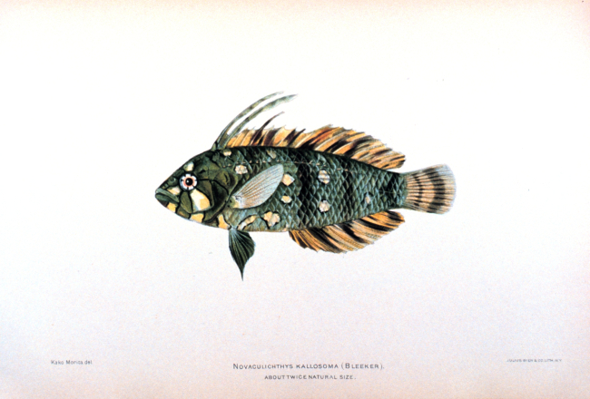 Novaculichthys kallosoma (Bleeker)