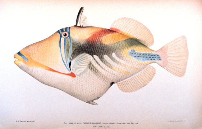 Balistapus aculeatus (Linnaeus)