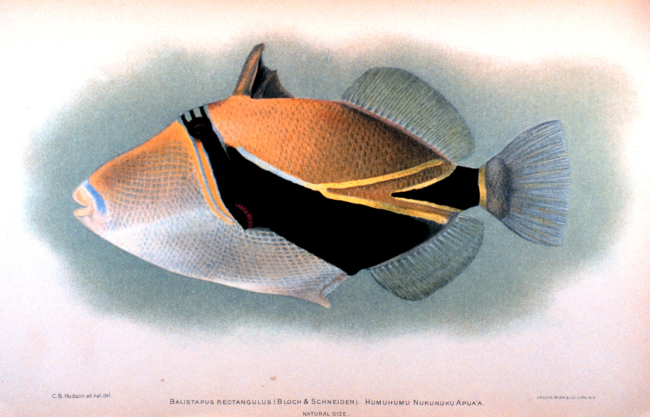 Balistapus rectangulus (Bloch & Schneider)