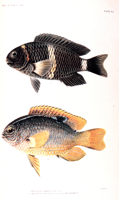 1 Abudefduf amabilis (De Vis)  2 Abudefduf antjerius (Kuhl & Van Hasselt)In:  The Fishes of Samoa, by David Starr Jordan and Alvin Seale