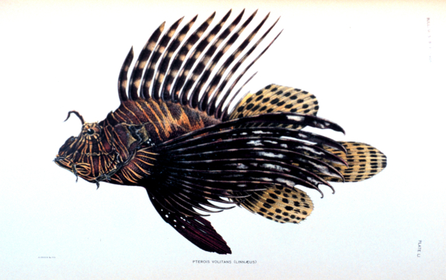 Pterois volitans (Linnaeus)