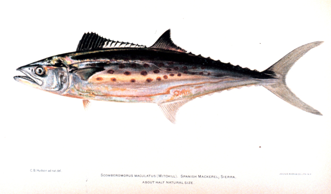 Scomberomorus maculatus (Mitchill)