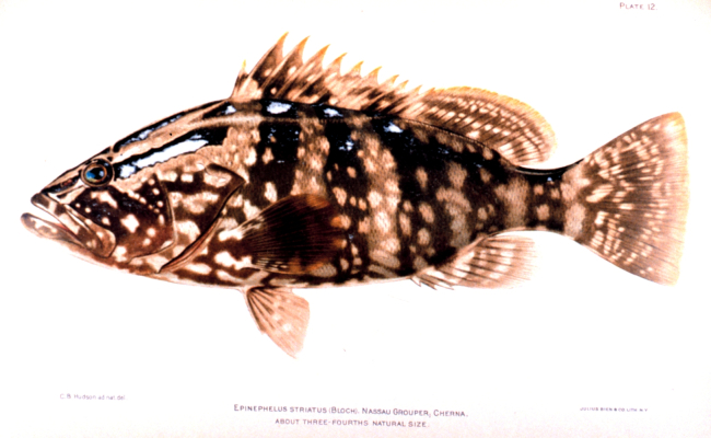 Epinephelus striatus (Bloch)