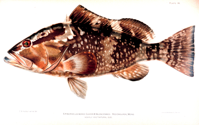 Epinephelus morio (Cuvier & Valenciennes)