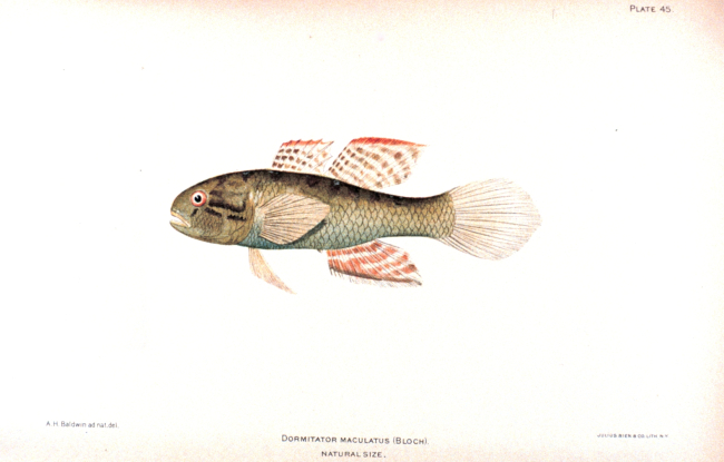 Dormitator maculatus (Bloch)