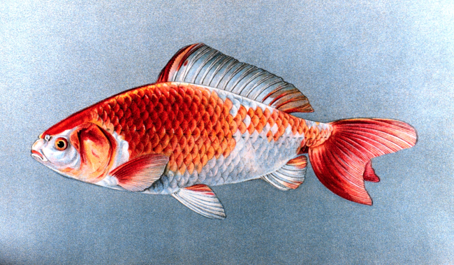 Wakin goldfish, Plate XVIII in: Goldfish and Their Culture in Japan, byShinnosuke Matsubara
