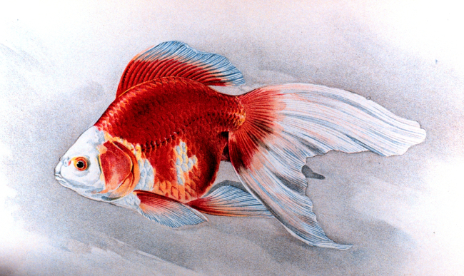 Ryukin goldfish, Plate XIX in:  Goldfish and Their Culture in Japan, byShinnosuke Matsubara
