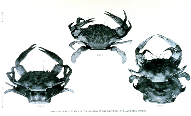 Three successive stages of the molting of one individual of Callinectes sapidus